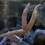 Blue Reef Aquarium Newquay, Newquay