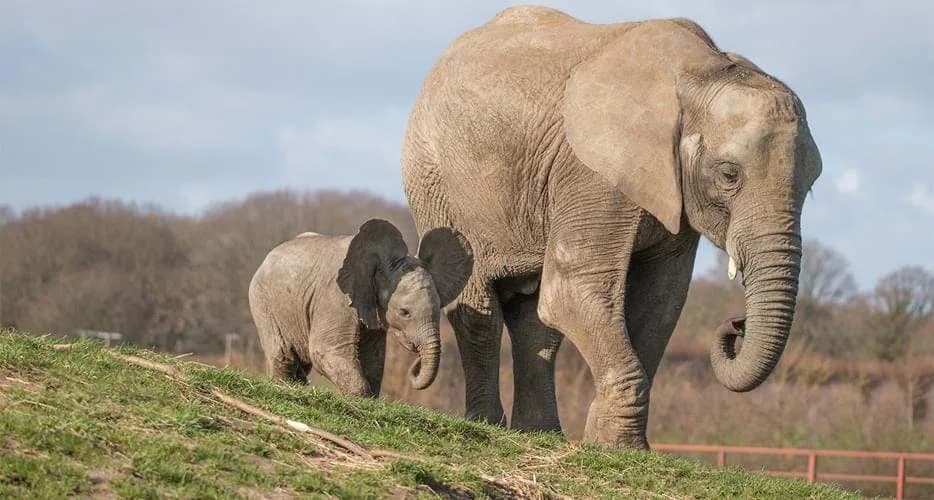 African elephant mother and calf walking together on a grassy hill at Howletts Wild Animal Park