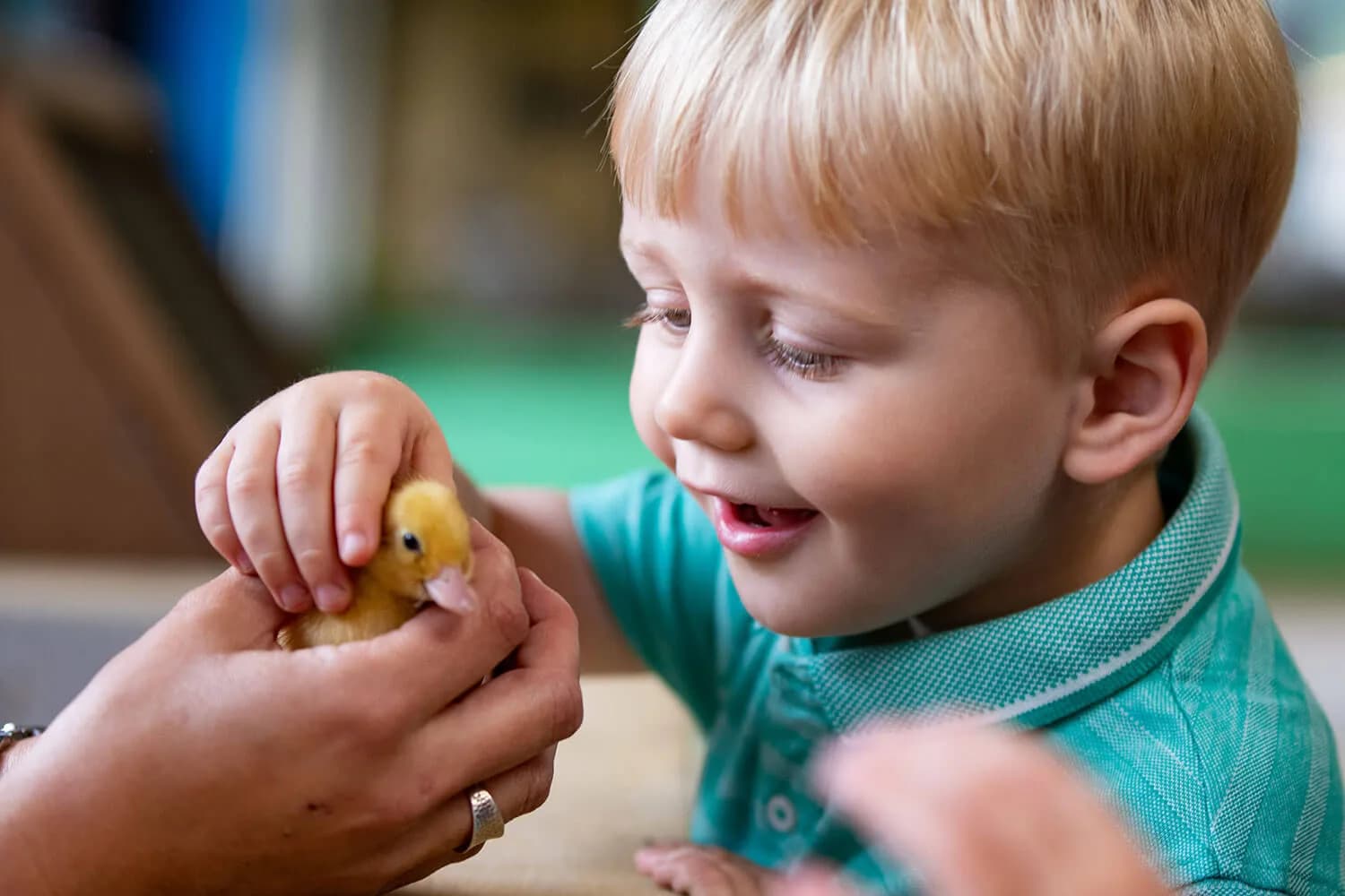 Children interacting with friendly animals at Godstone Farm