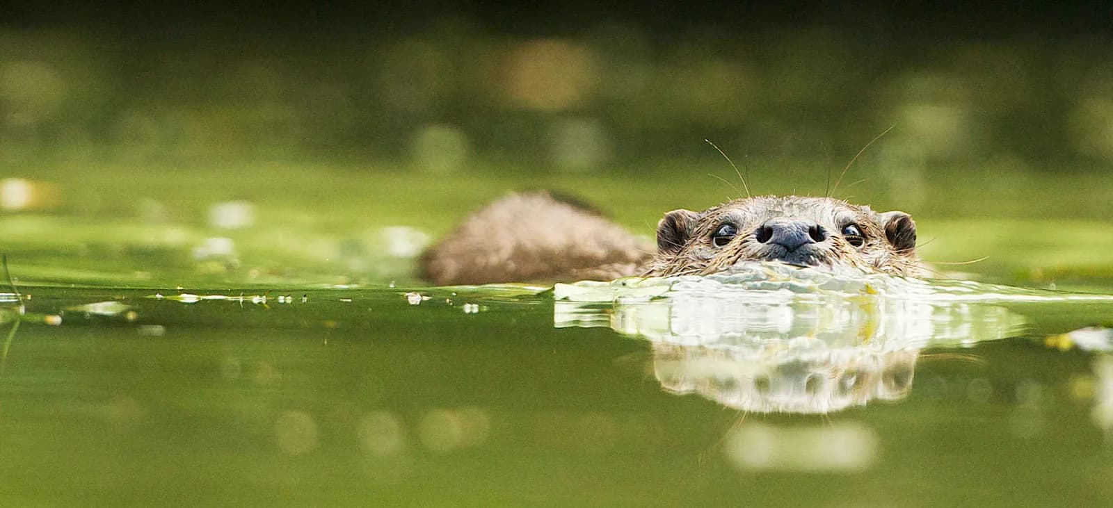Otter swimming in water at British Wildlife Centre