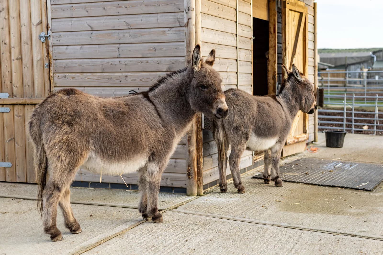 Two donkeys standing outside a wooden stable at Tapnell Farm Park