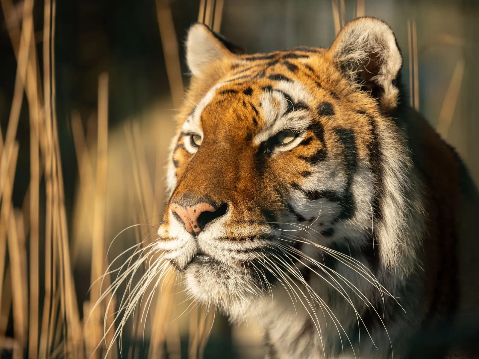 Tiger at Wildheart Animal Sanctuary, Sandown, Isle of Wight