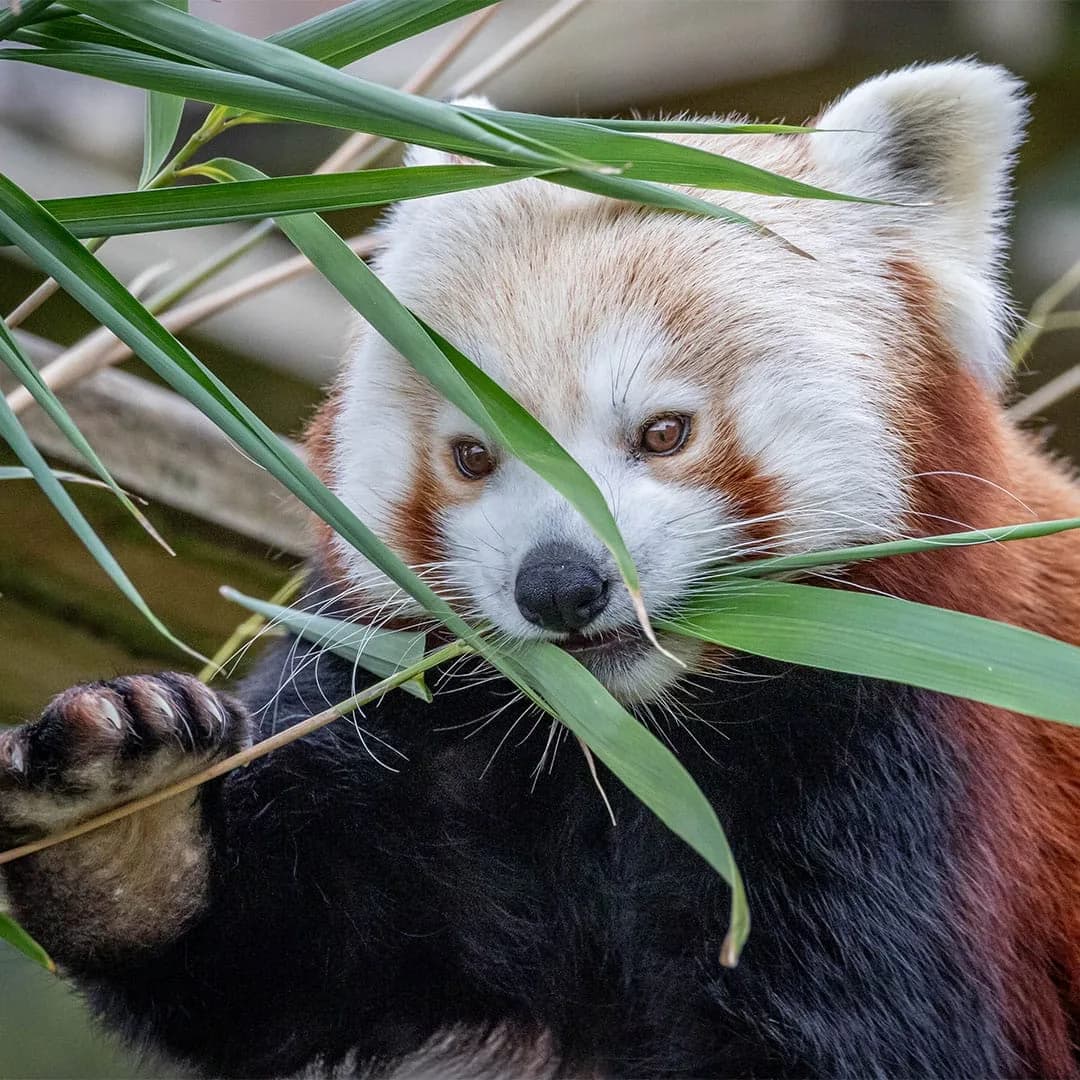Snow leopard and red panda at the Welsh Mountain Zoo