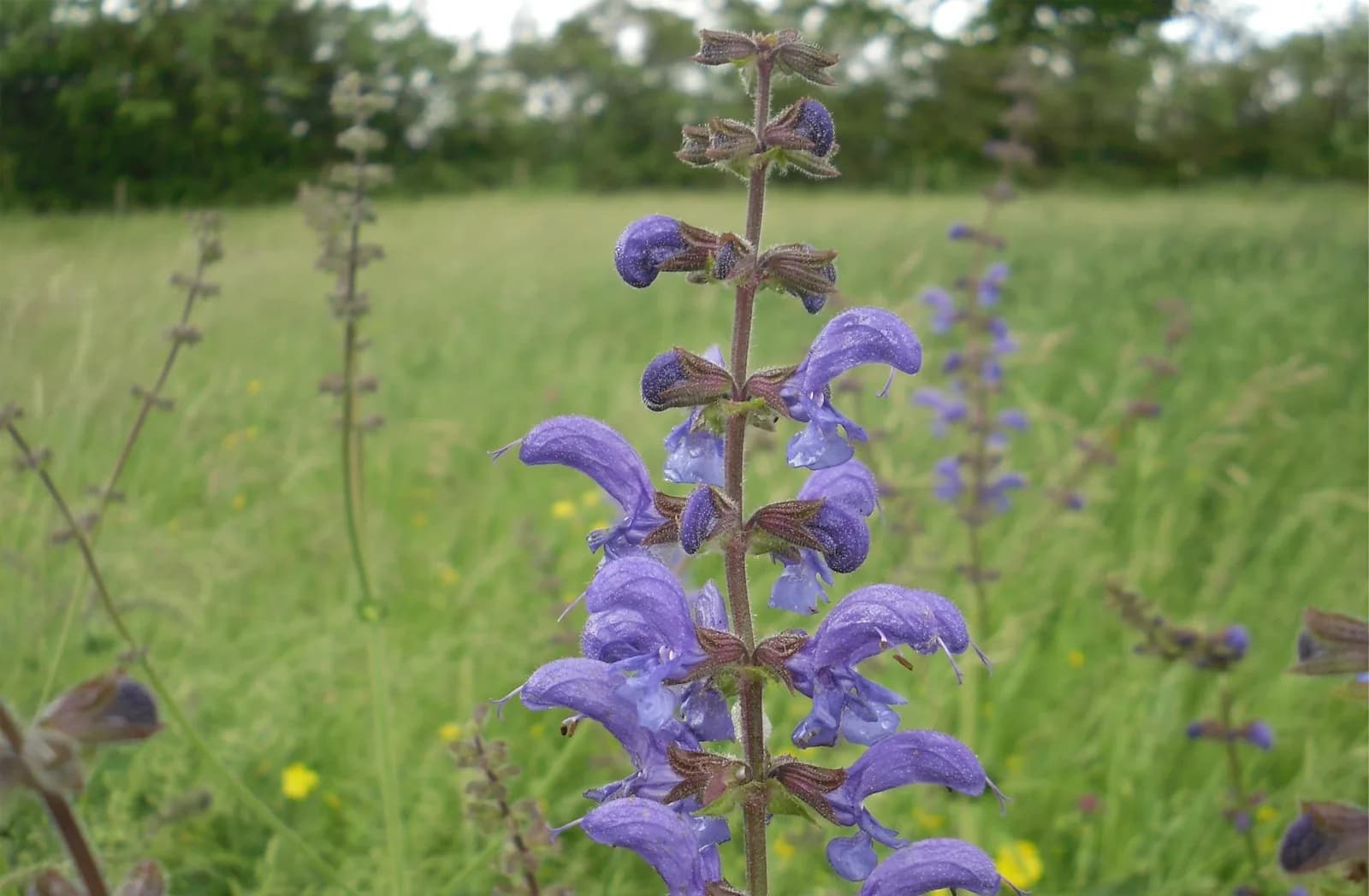 National Botanic Garden of Wales — Great Glasshouse and gardens