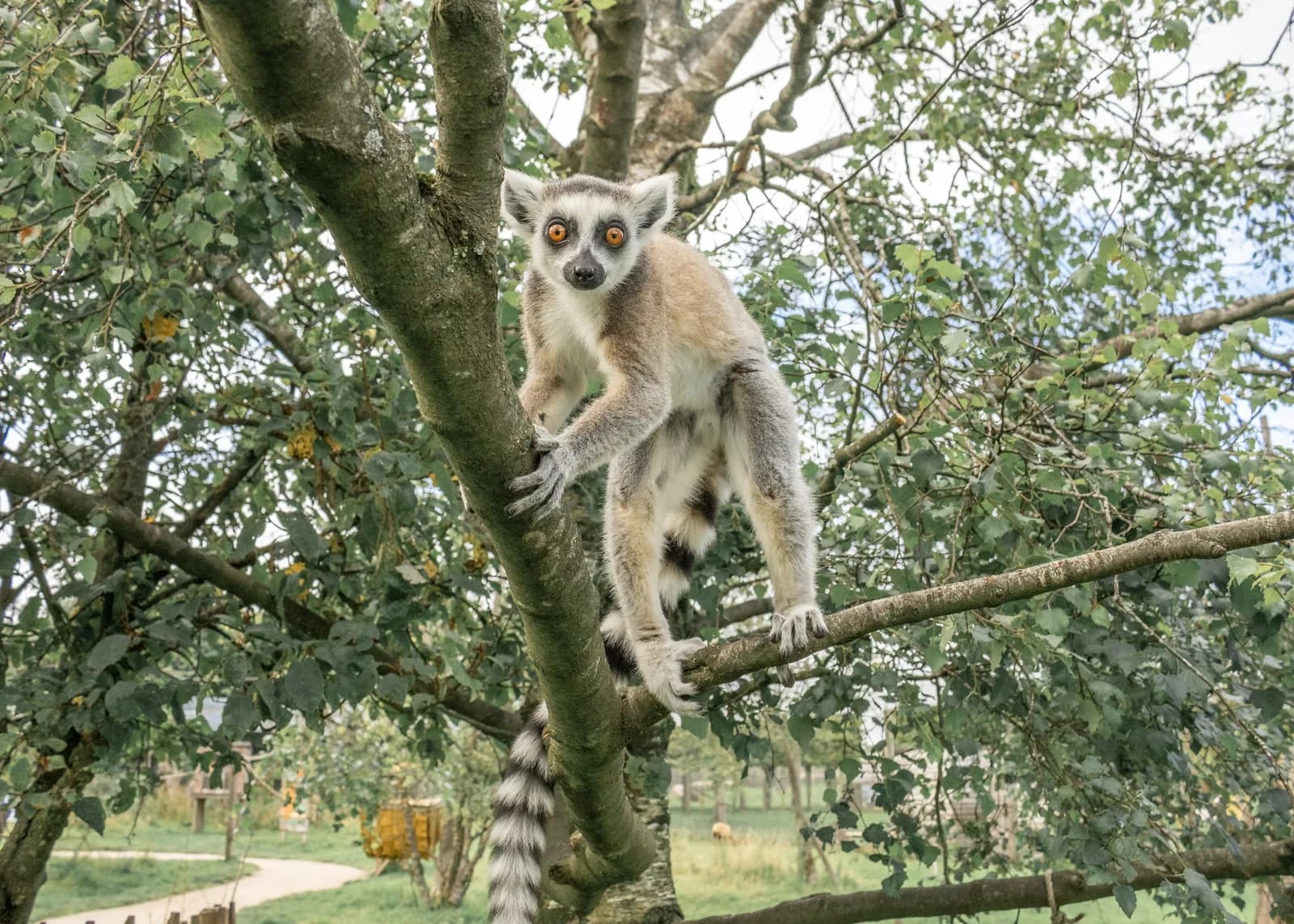 Peak Wildlife Park, Leek