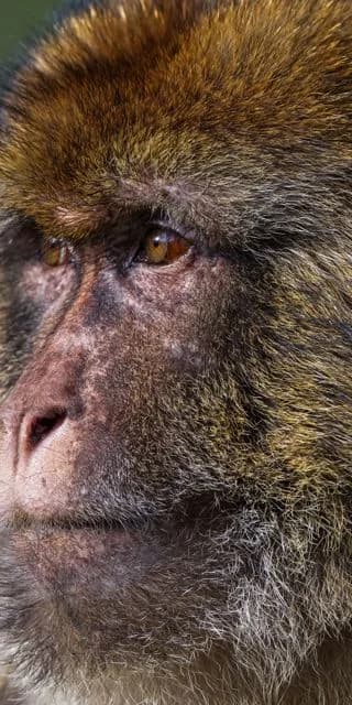 Trentham Monkey Forest, Stoke-on-Trent