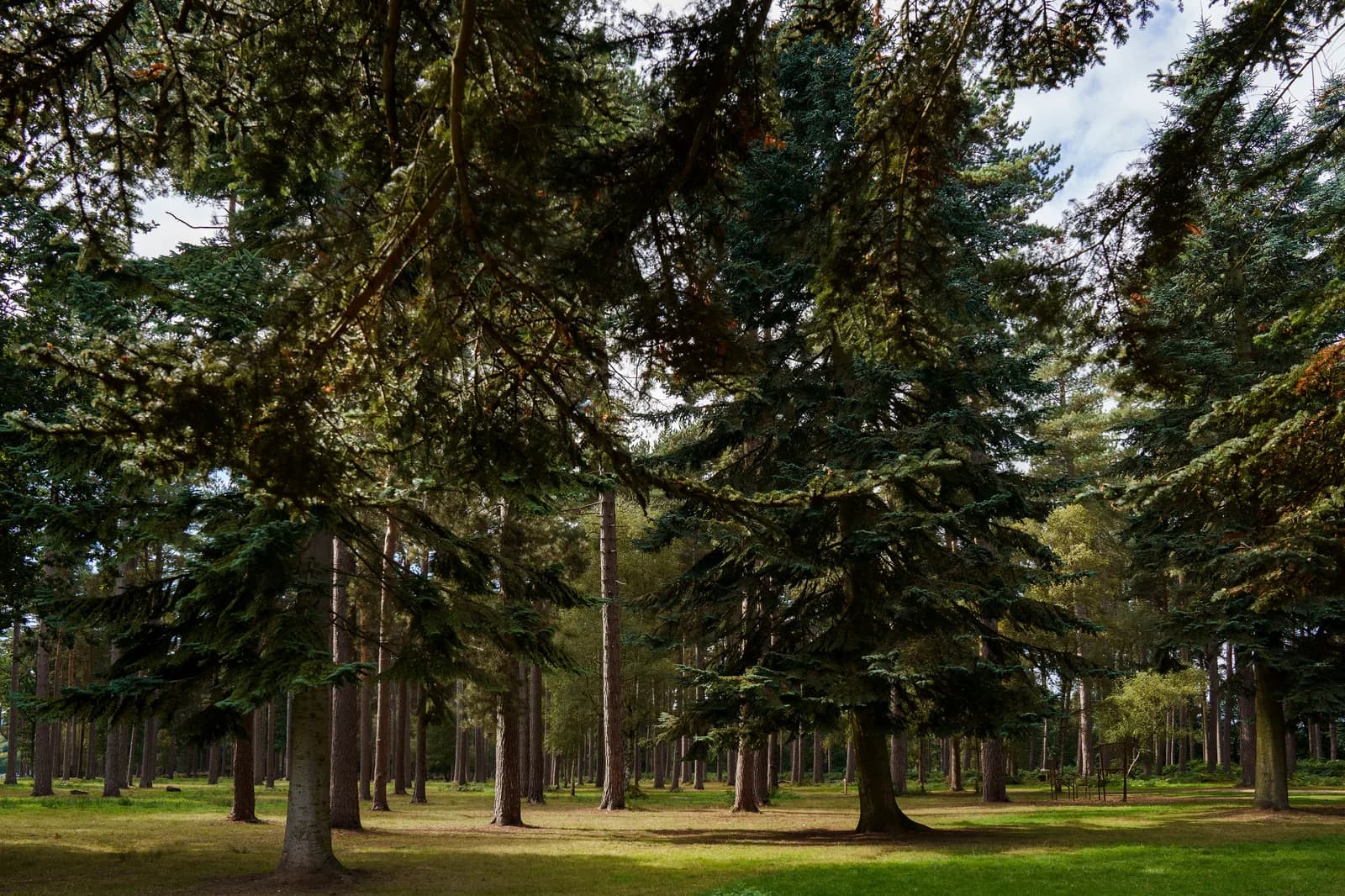 Trees in Cannock Chase Forest