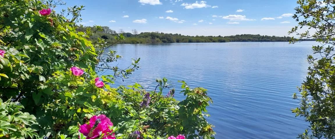Chasewater Reservoir lake view with surrounding parkland