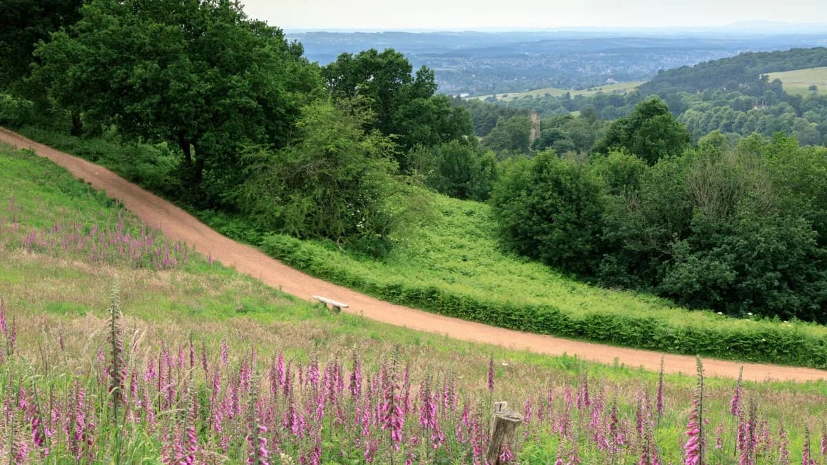 Panoramic landscape view from Clent Hills with foxgloves in the foreground and distant valley views