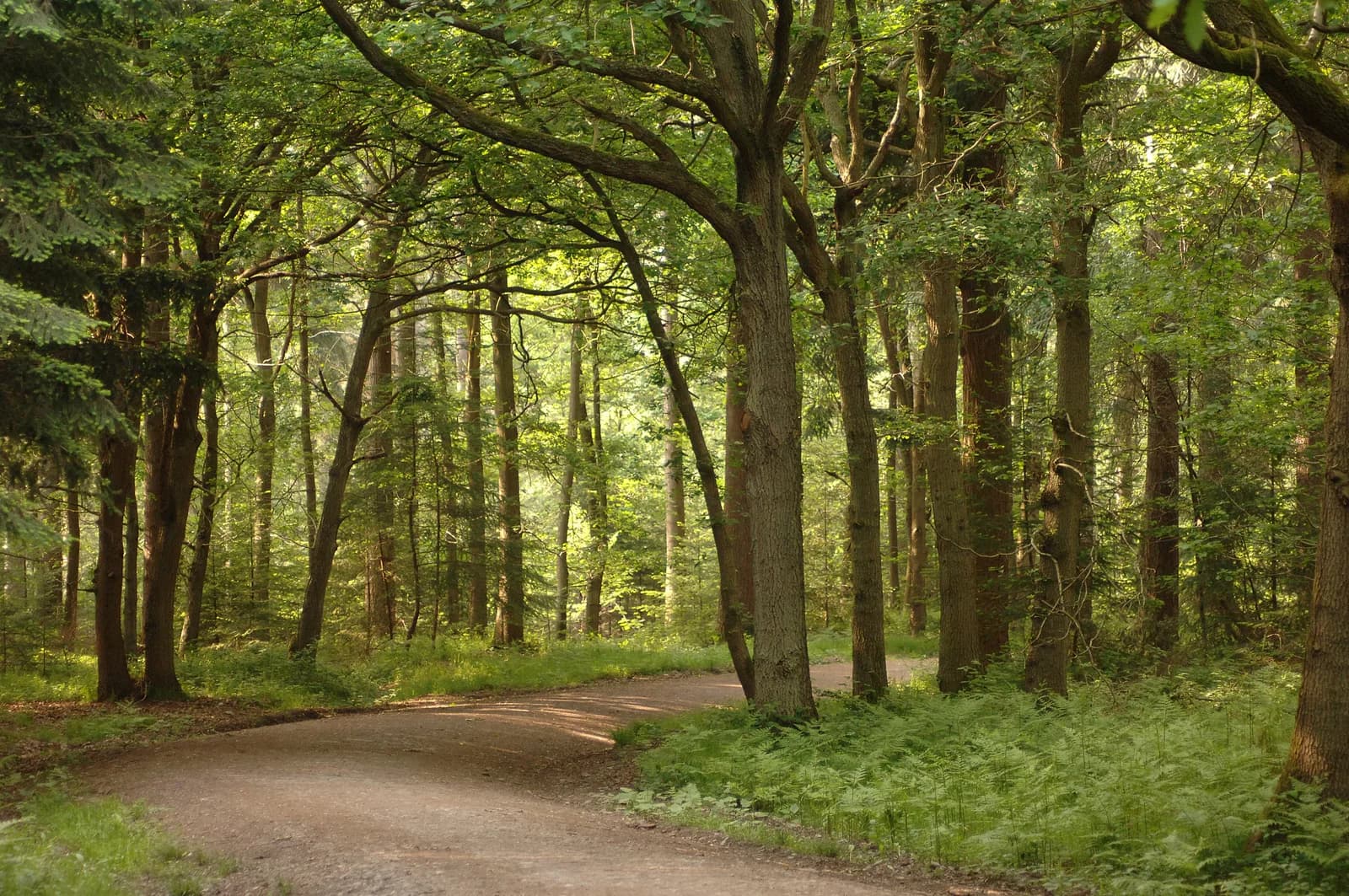 Sun-dappled woodland path winding through ferns in Wyre Forest, Bewdley