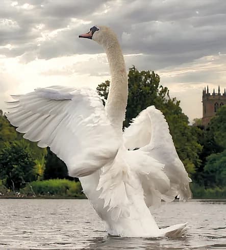 Mute swan with wings spread on the water of The Mere at Ellesmere, with the town church in the background