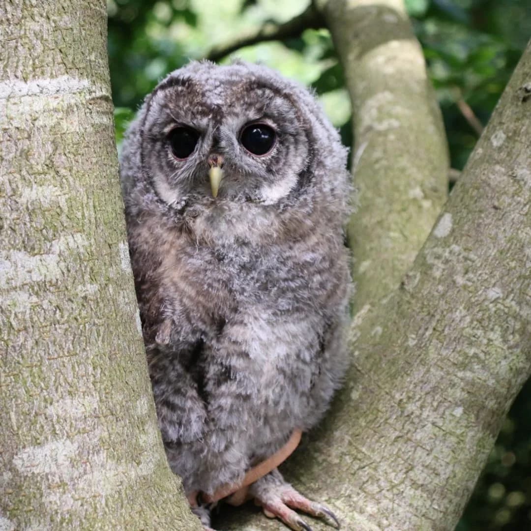Young owl at Small Breeds Farm Park - The Childrens Farm Park