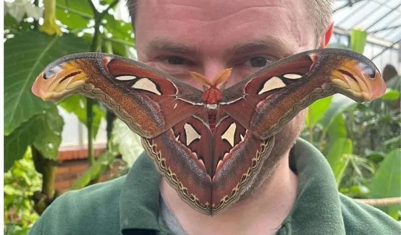 Huge Atlas moth resting on a keeper's face inside the butterfly house at Tropical Butterfly House, Sheffield