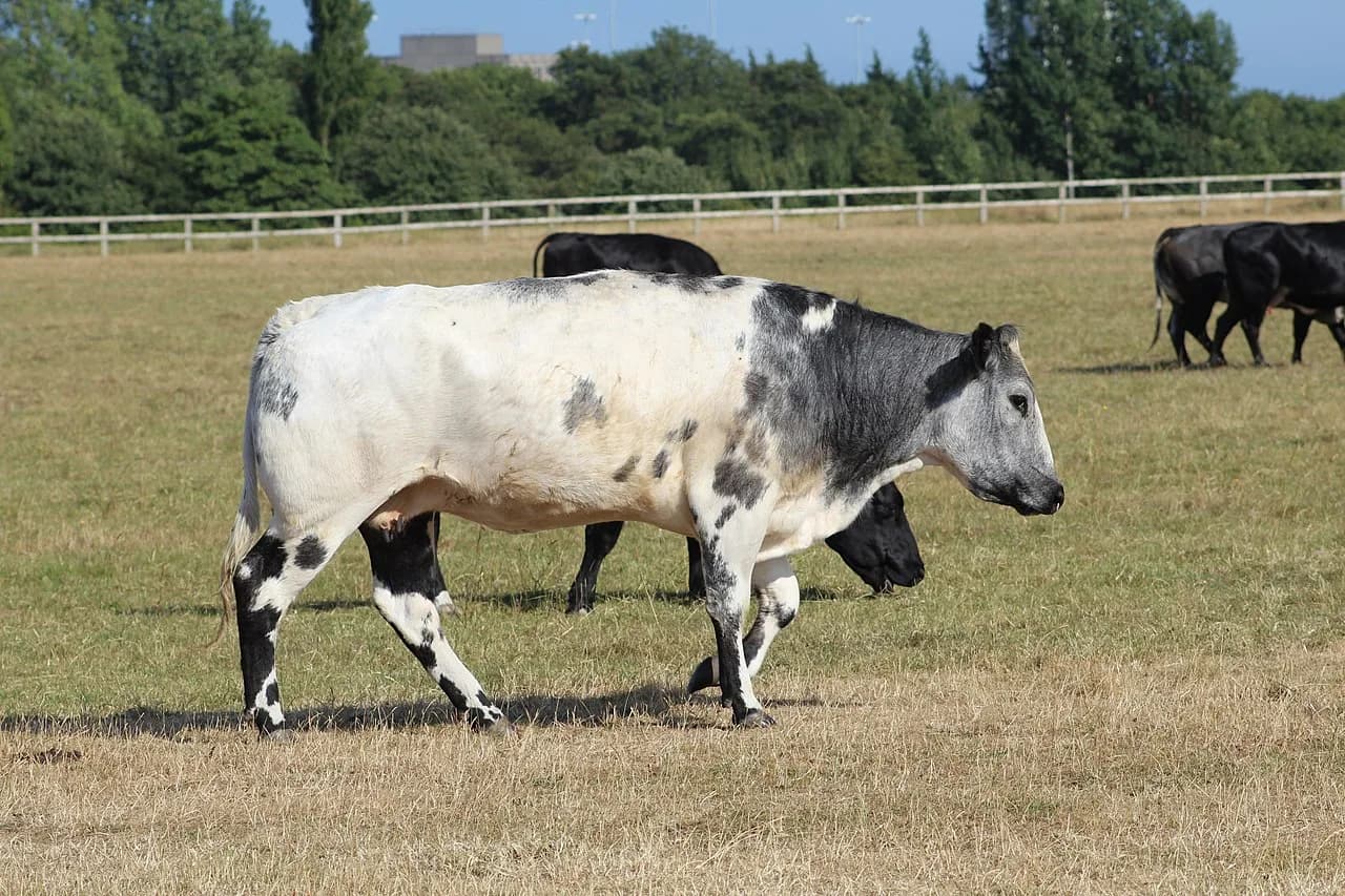 Cattle grazing on the Town Moor, Newcastle upon Tyne