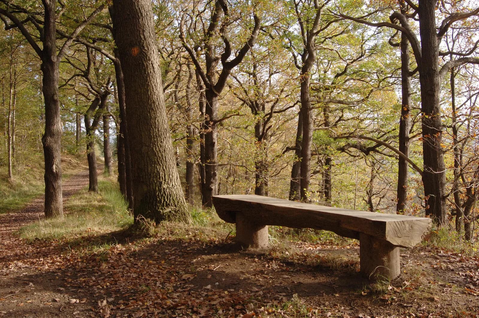 Chopwell Wood bench under trees
