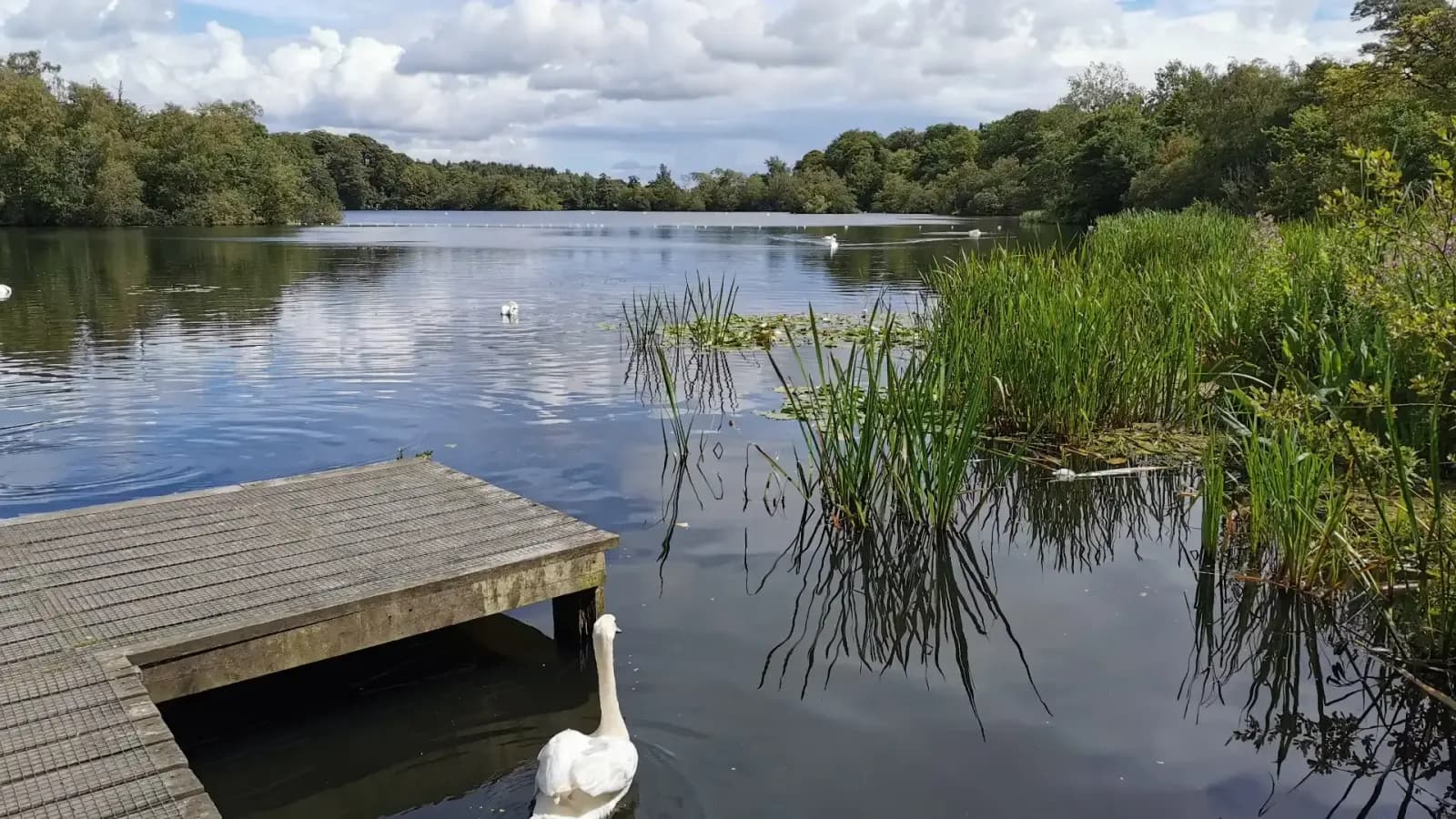 Bolam Lake with woodland and walking paths in Northumberland