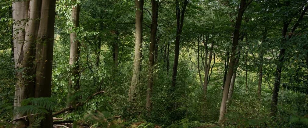 Guisborough Forest in summer