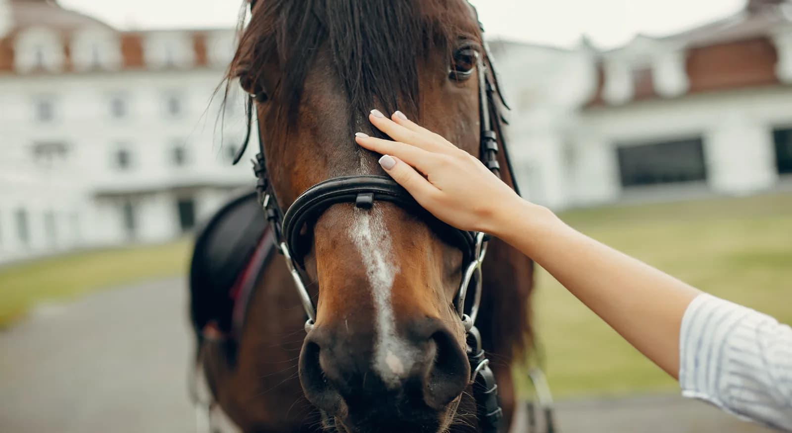 Horse at RDA Unicorn Centre with grounds and building exterior