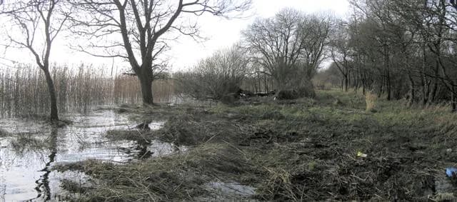 Lough Neagh shoreline at Killywoolaghan on the Tyrone shore