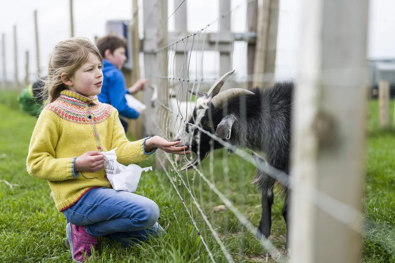 Byres Farm animal paddocks and activities