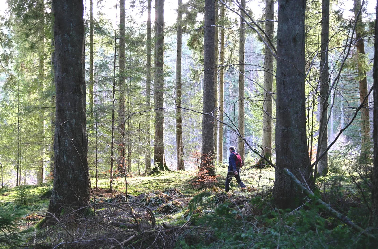 A man walking through a woodland of tall Douglas firs with sunlight streaming through the trees