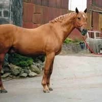 Balcormo Stud, Glenrothes