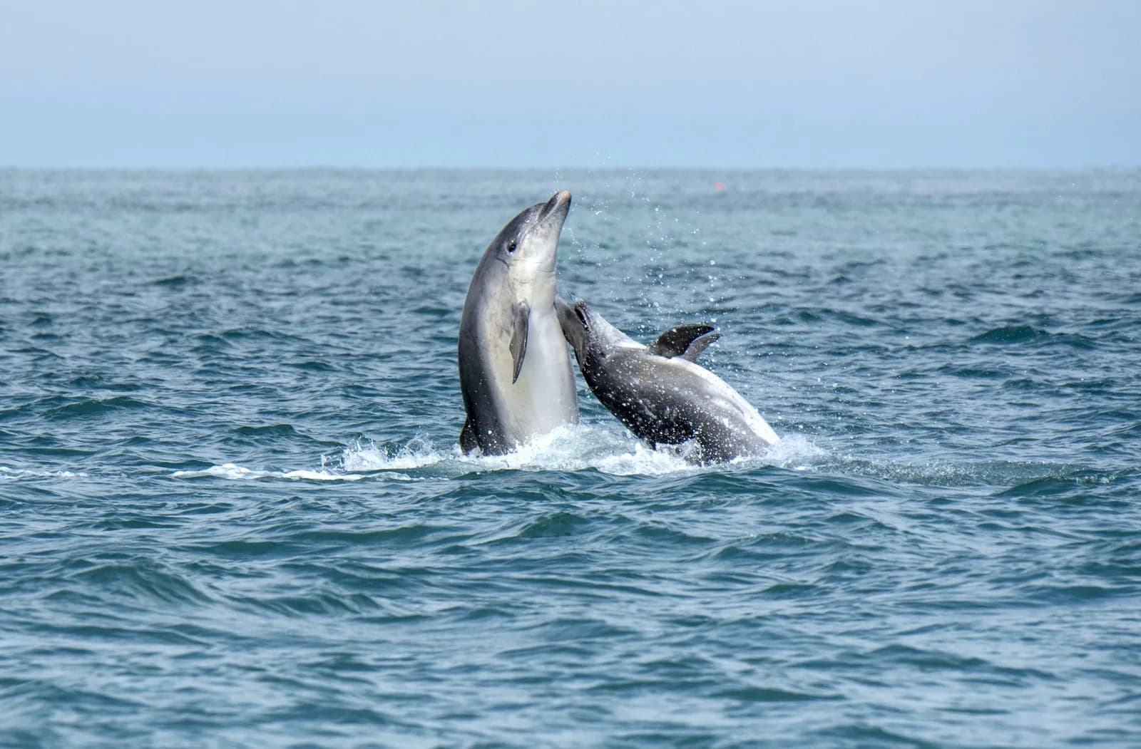 Cardigan Bay Boat Trips, New Quay
