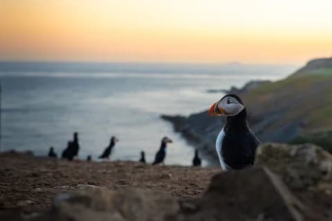 Skomer Island, Marloes