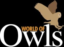 World of Owls, Belfast