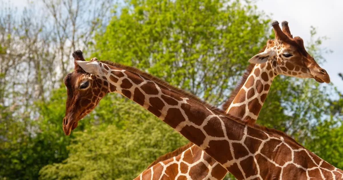 Bristol Zoo Project, Bristol