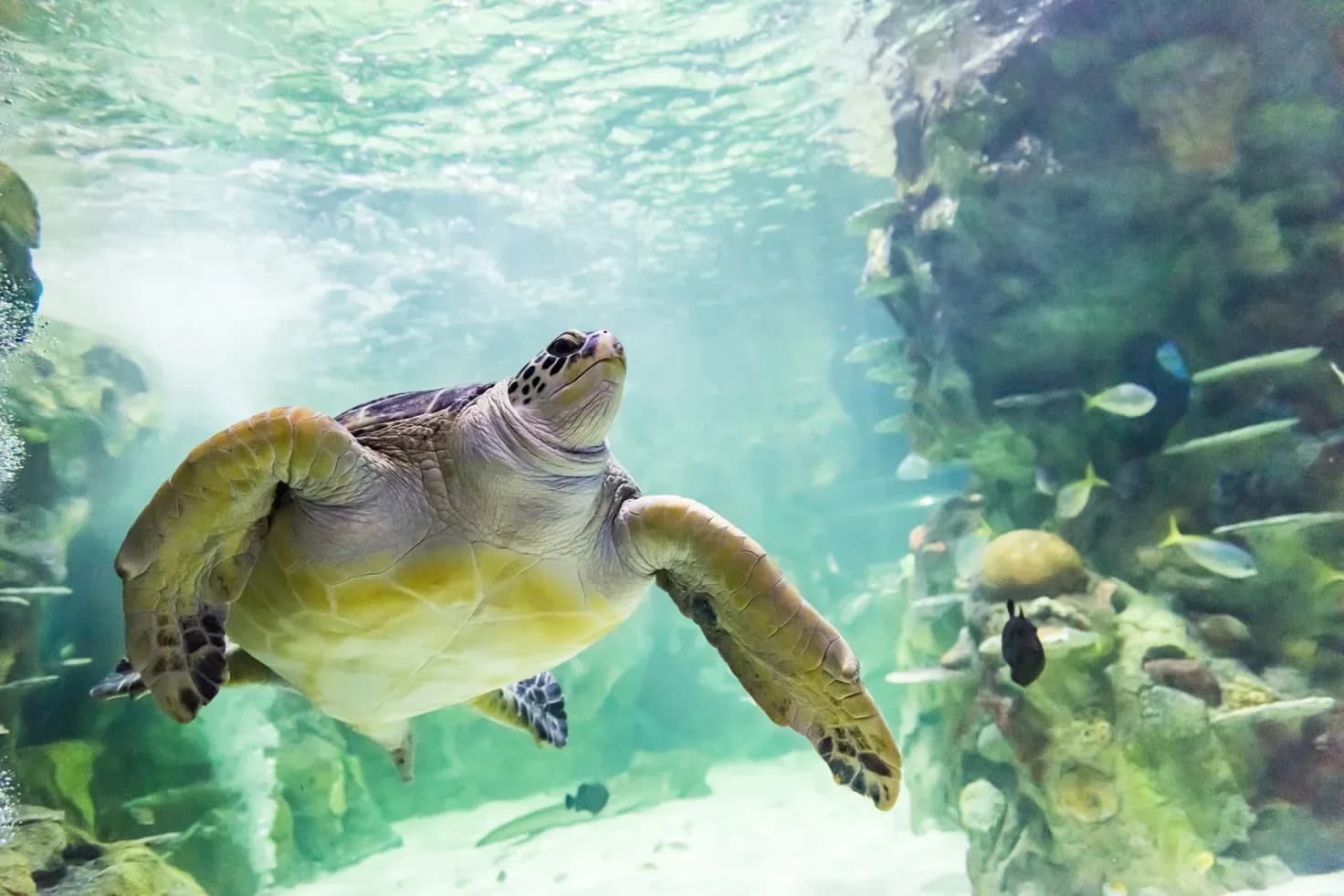 Sea turtle swimming in the Ocean Display at SEA LIFE Brighton