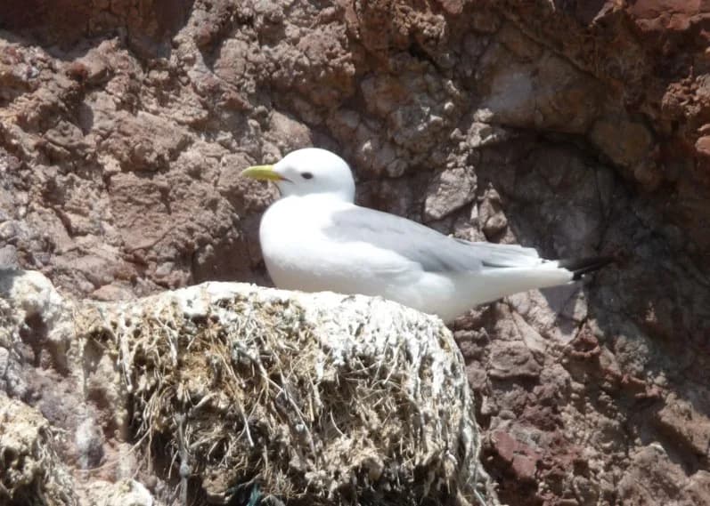 Kittiwakes nesting at Dunbar Harbour