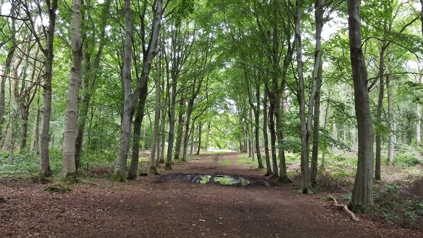 Beech tree avenue leading through Binning Wood
