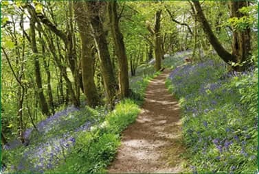 Bluebell-lined woodland path through Calderglen Country Park, East Kilbride