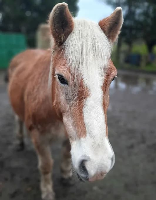 Chestnut pony with flaxen mane at The Holistic Horse & Pony Centre, Ockham