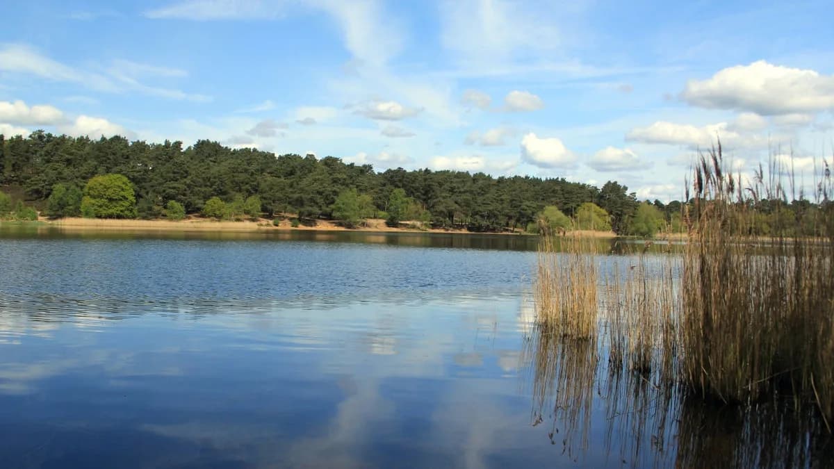 View across Frensham Little Pond, Surrey