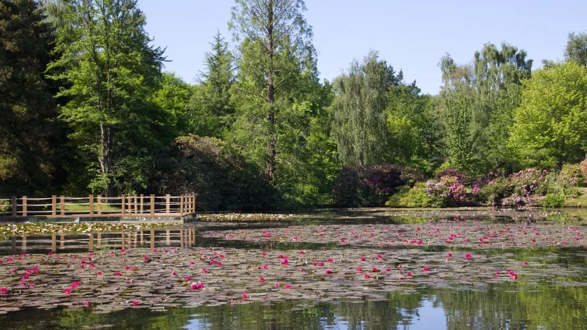 Wooden pontoon among pink and yellow waterlilies on the lake at Sheffield Park and Garden, East Sussex