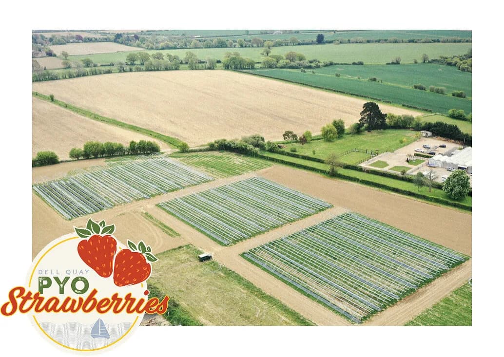 Families picking strawberries at Dell Quay PYO, Chichester