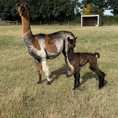 Mother alpaca standing with her young cria in a grassy paddock at West Wight Alpacas