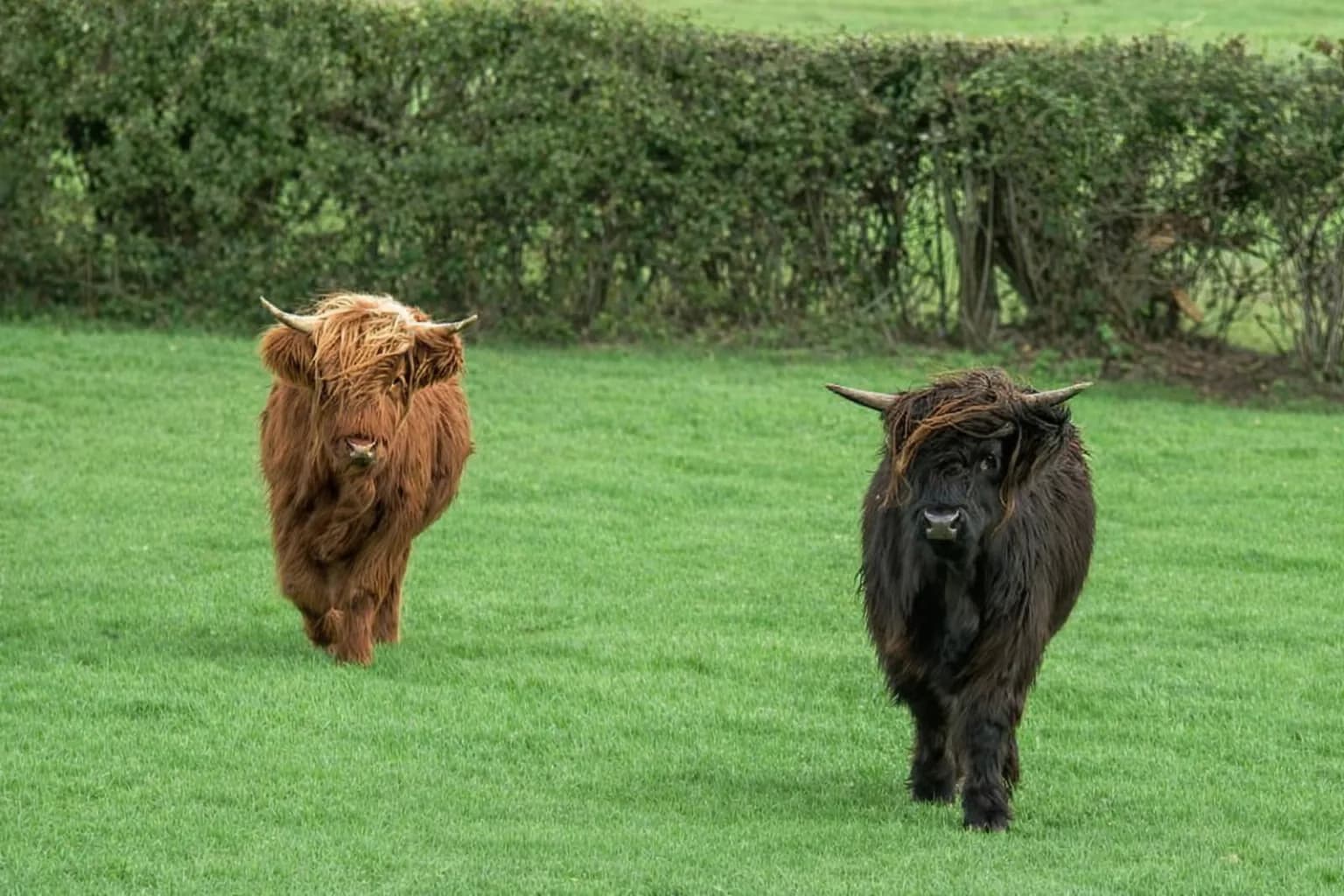 Isle of Wight Rare Breeds CIC, Sandown