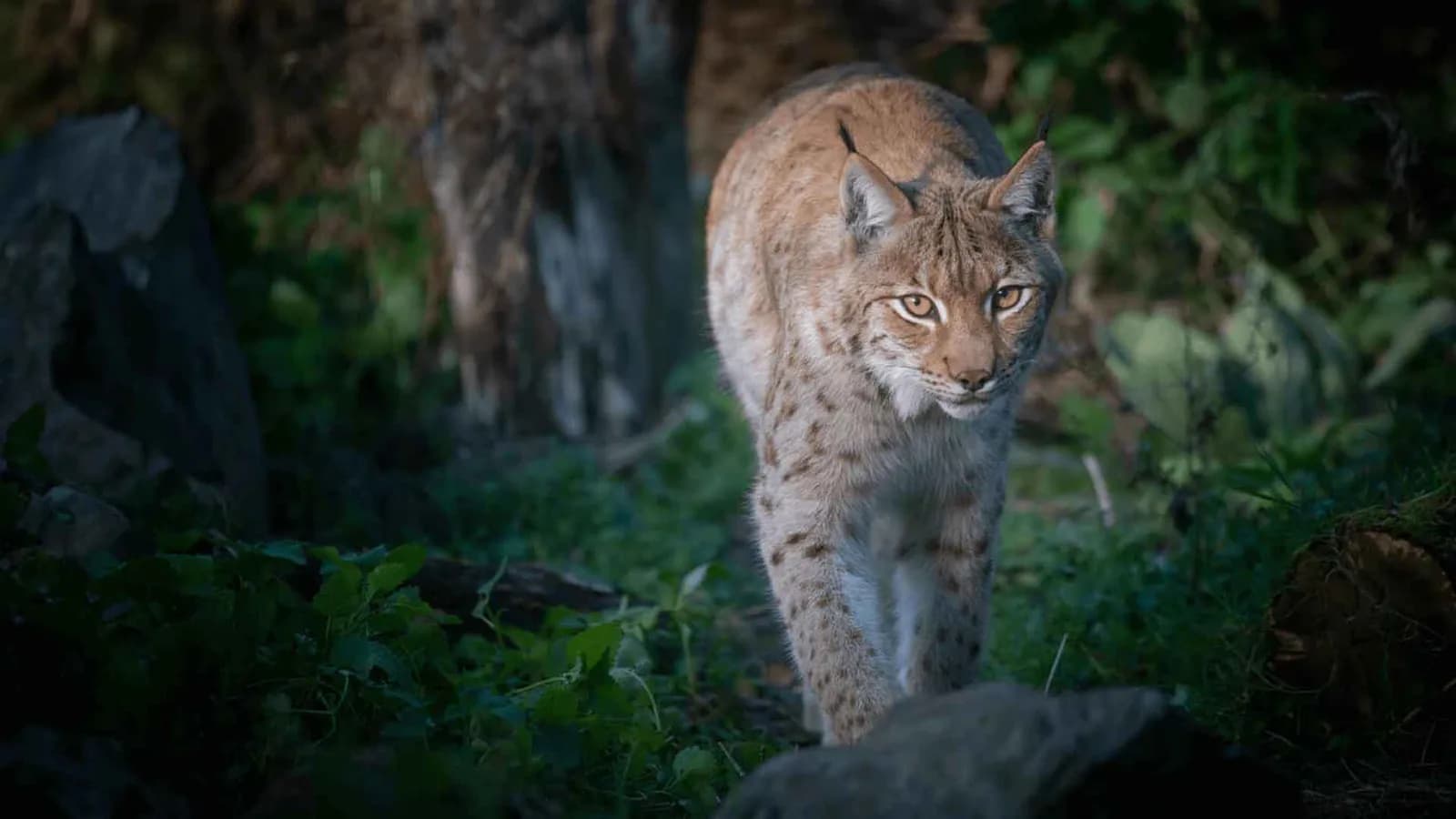 Eurasian lynx at Beale Wildlife Park