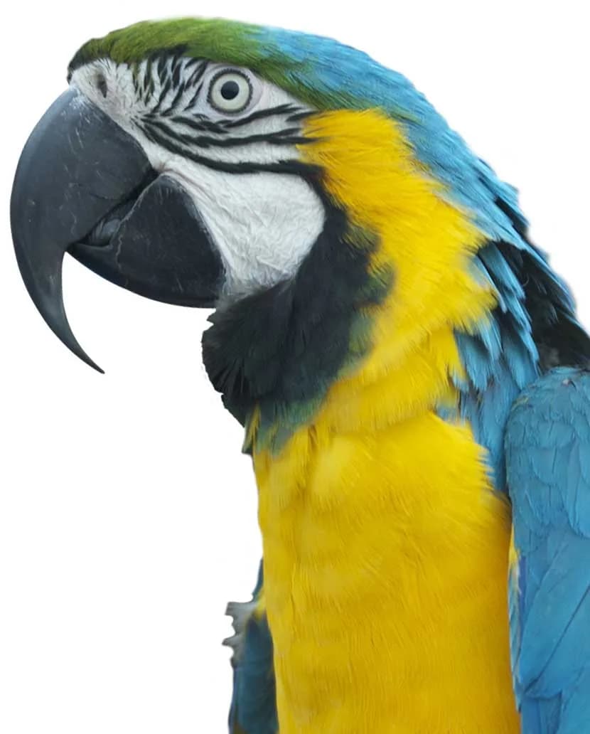 Porfell Wildlife Park & Sanctuary, Liskeard