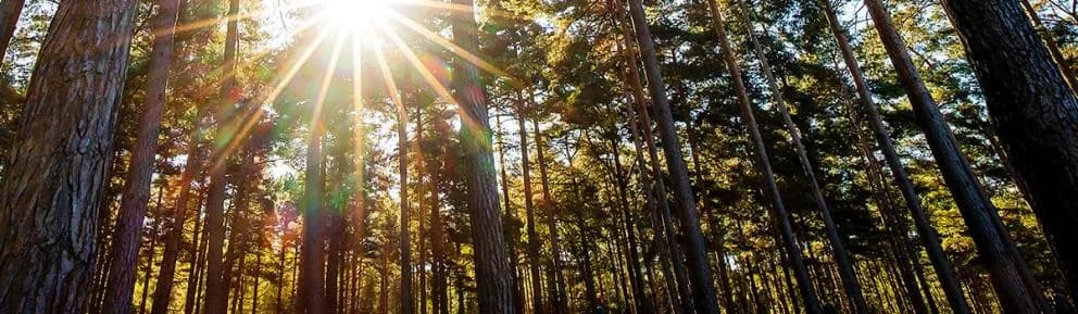 Forest trails at Swinley Forest, Bracknell