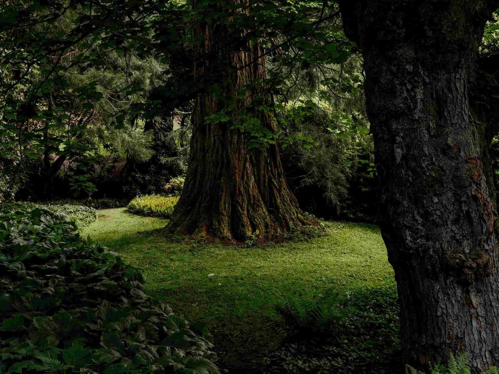 Dawyck Botanic Garden, Peebles