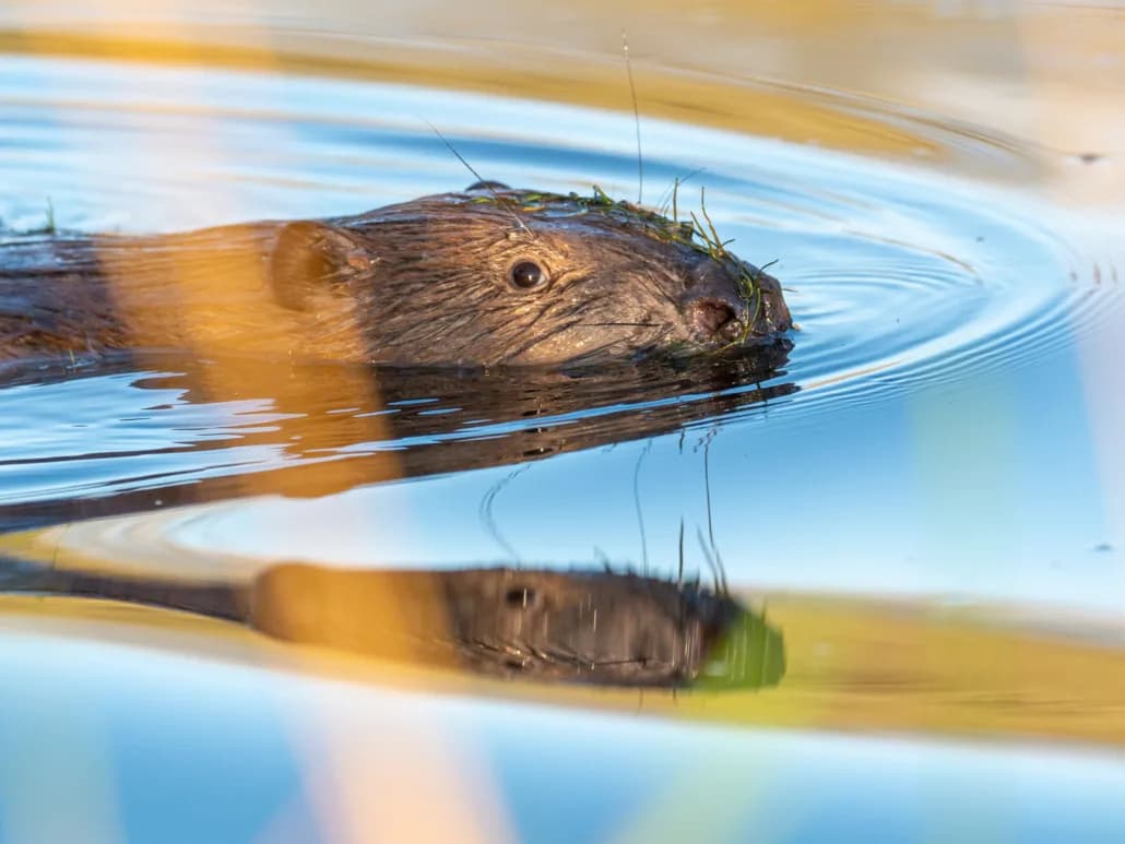 Beaver at Bamff Estate beaver project, Perthshire