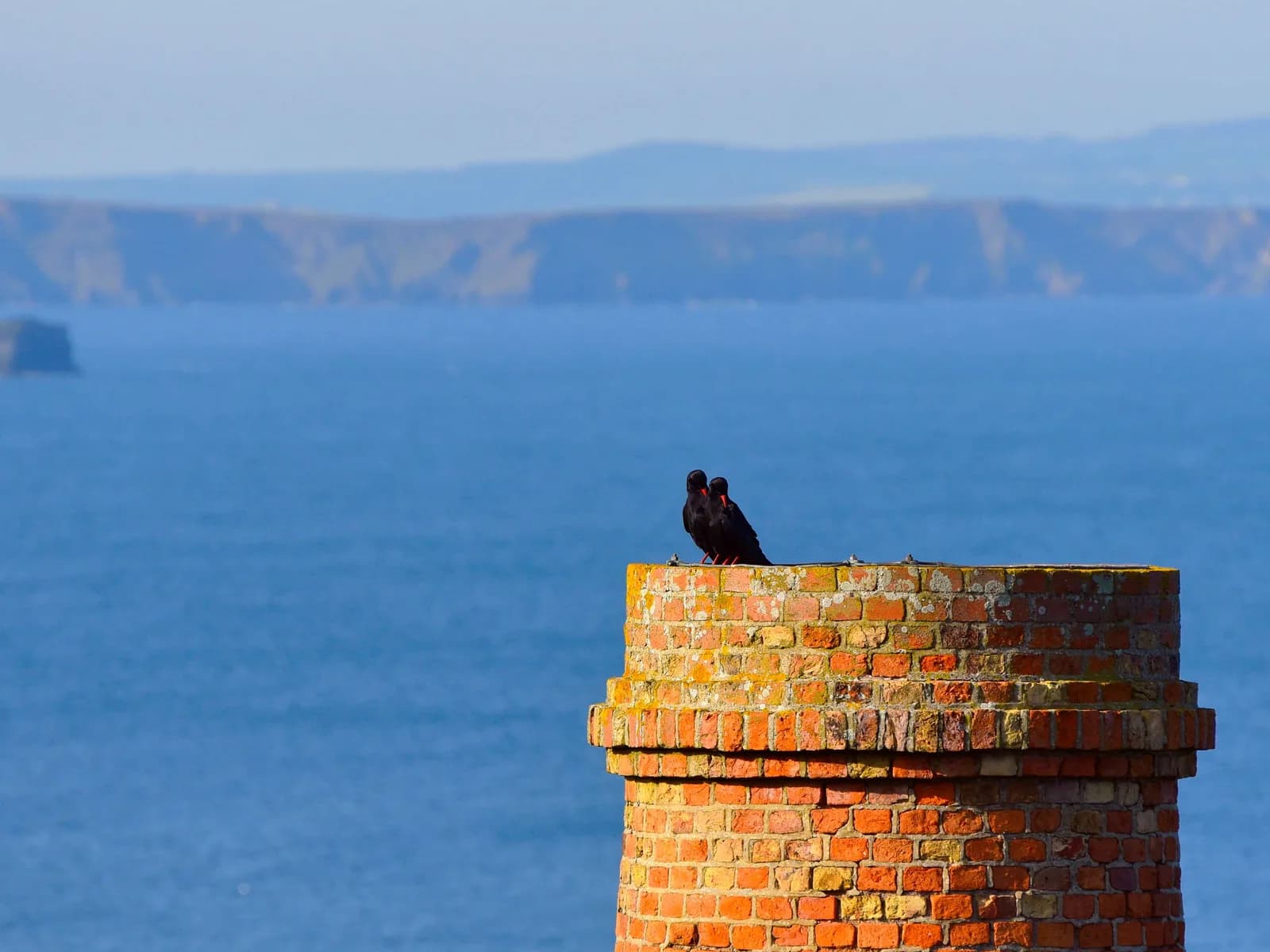 Cornish choughs display in the Nature Gallery at Royal Cornwall Museum, Truro