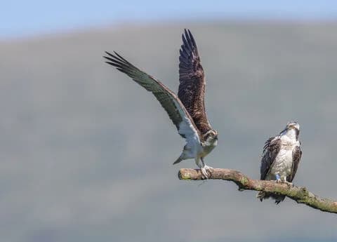 Dyfi Osprey Project, Corris