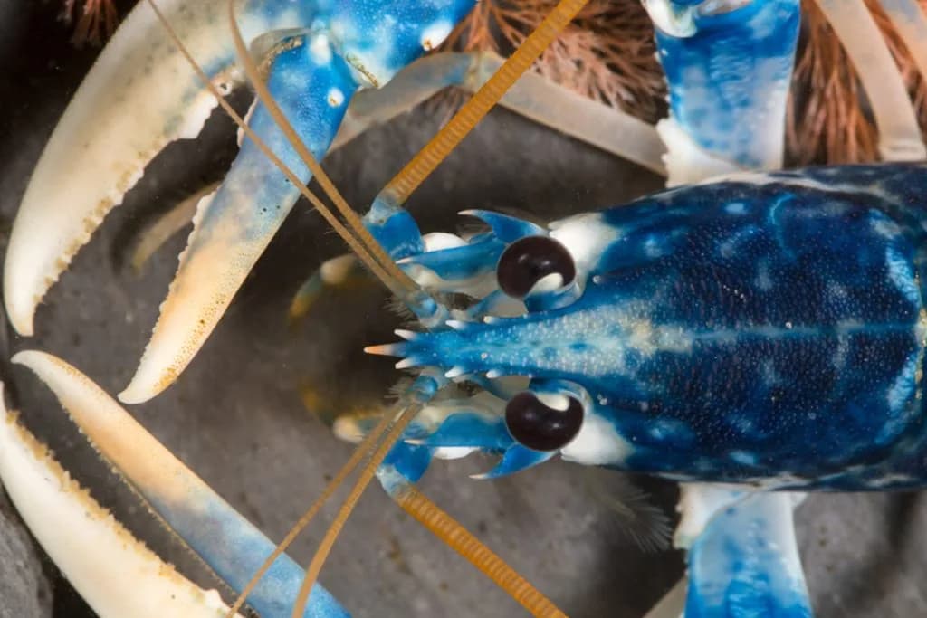 Blue lobster on display at the National Lobster Hatchery, Padstow