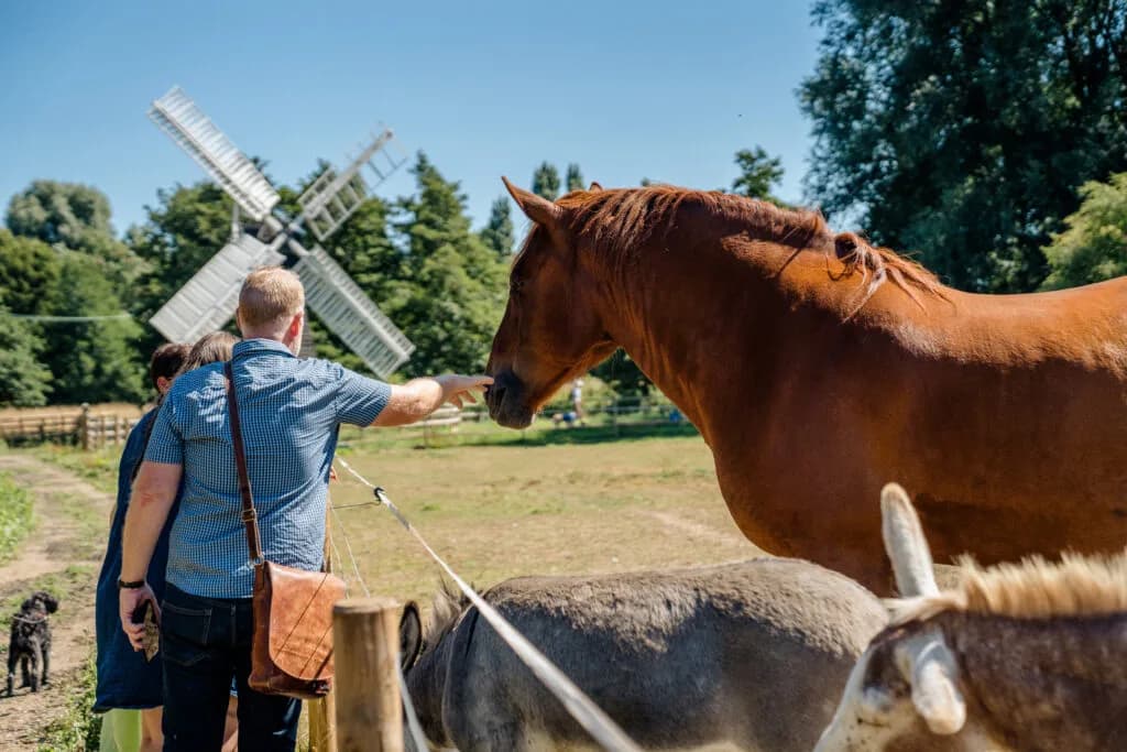 Visitors with horses and donkeys at The Food Museum, Stowmarket, windmill behind