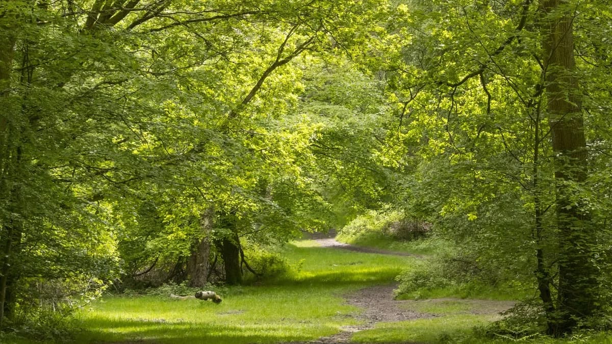 Ashridge Estate, Berkhamsted